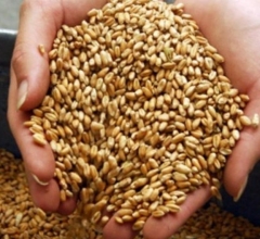 Союз мукомолов России просит правительство снять для Сибири запрет на экспорт зерна